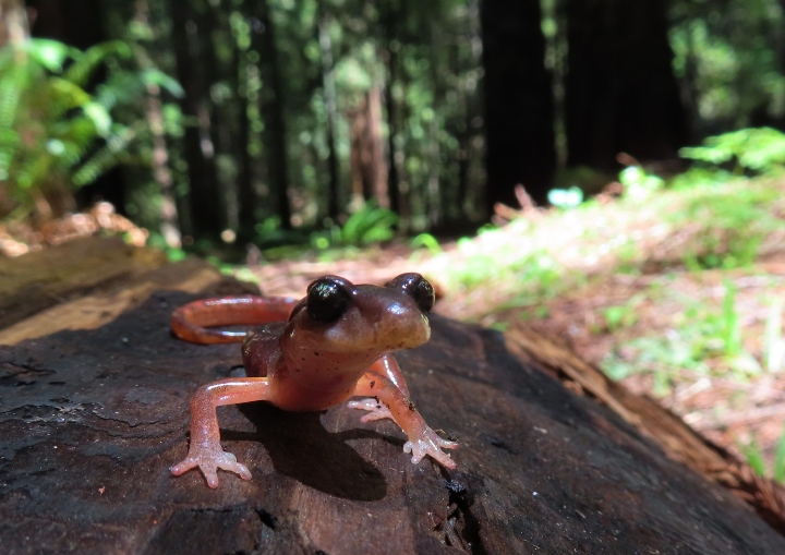 Oregon Ensatina